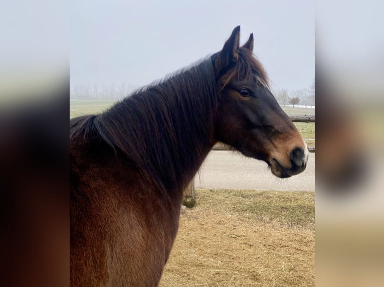 Quarter horse américain Hongre 3 Ans 150 cm Bai brun in Eglfing