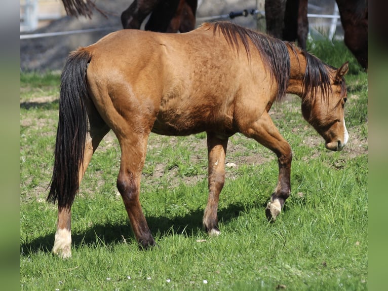 Quarter horse américain Hongre 3 Ans 150 cm Bai in Waldshut-Tiengen