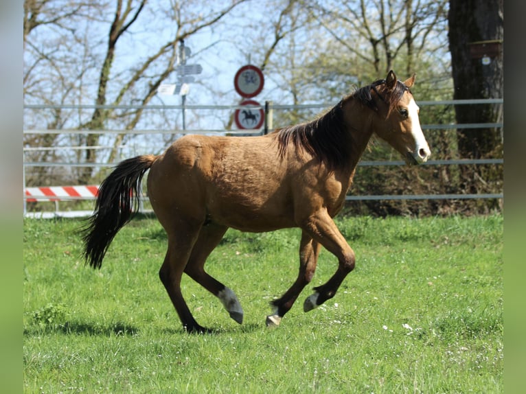 Quarter horse américain Hongre 3 Ans 150 cm Bai in Waldshut-Tiengen