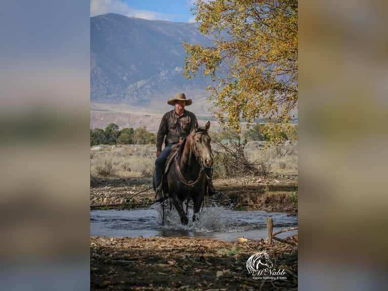 Quarter horse américain Hongre 3 Ans 150 cm Buckskin in Cody