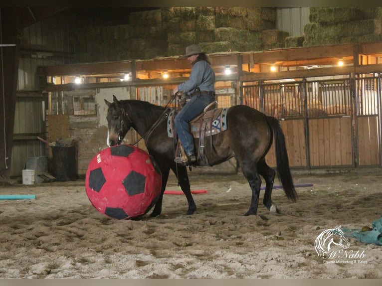 Quarter horse américain Hongre 3 Ans 150 cm Buckskin in Cody