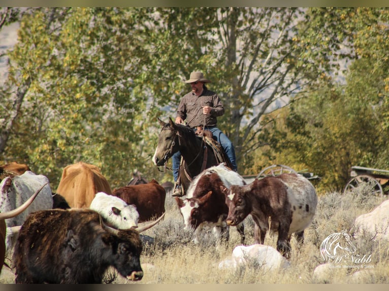 Quarter horse américain Hongre 3 Ans 150 cm Buckskin in Cody