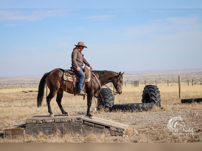 Quarter horse américain Hongre 3 Ans 150 cm Buckskin in Cody