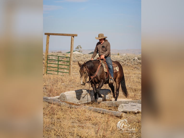 Quarter horse américain Hongre 3 Ans 150 cm Buckskin in Cody