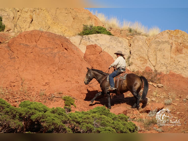 Quarter horse américain Hongre 3 Ans 150 cm Buckskin in Cody