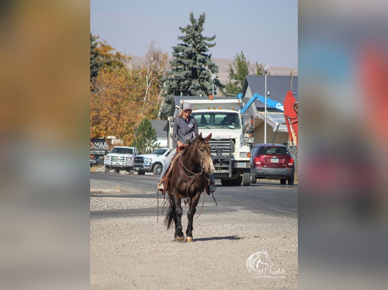 Quarter horse américain Hongre 3 Ans 150 cm Buckskin in Cody