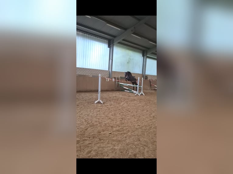 Quarter horse américain Croisé Hongre 3 Ans 150 cm in Hessisch Oldendorf