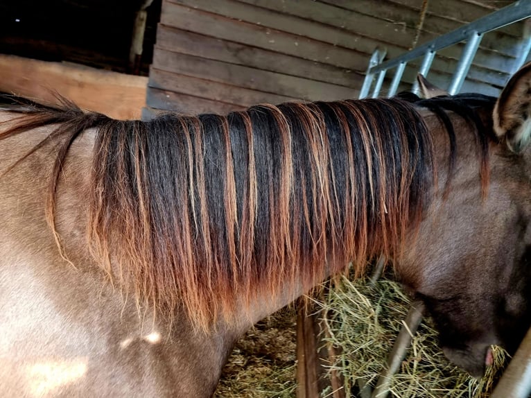 Quarter horse américain Hongre 3 Ans 150 cm Grullo in Scharnhorst