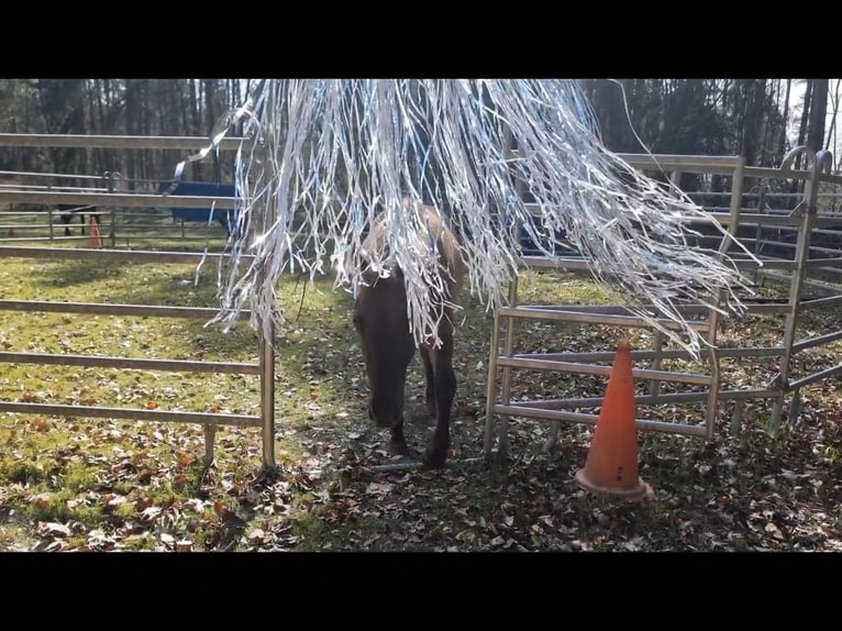 Quarter horse américain Hongre 3 Ans 150 cm Grullo in Scharnhorst