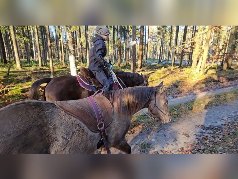 Quarter horse américain Hongre 3 Ans 150 cm Grullo in Scharnhorst