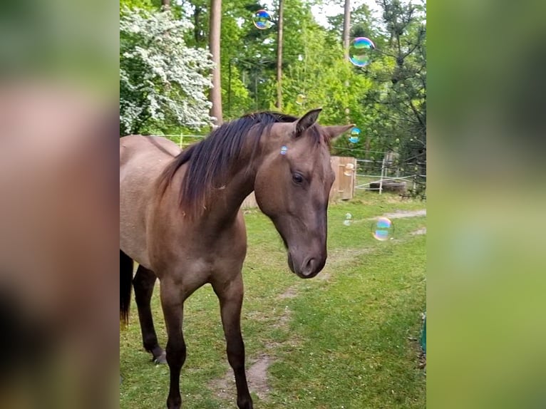 Quarter horse américain Hongre 3 Ans 150 cm Grullo in Scharnhorst