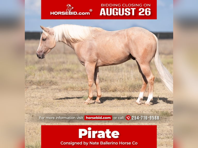 Quarter horse américain Hongre 3 Ans 150 cm Palomino in Waco