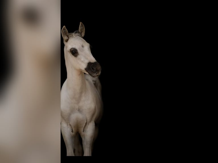 Quarter horse américain Hongre 3 Ans 150 cm Palomino in Neckargemünd