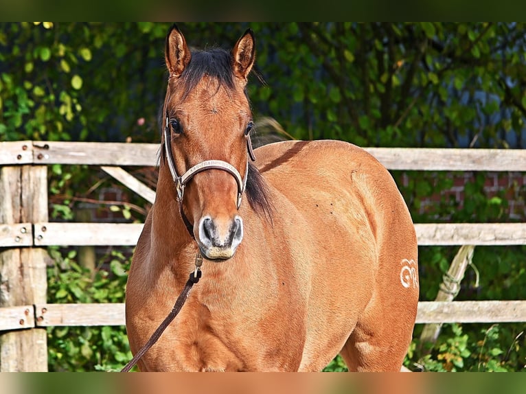 Quarter horse américain Hongre 3 Ans 150 cm in Dinslaken