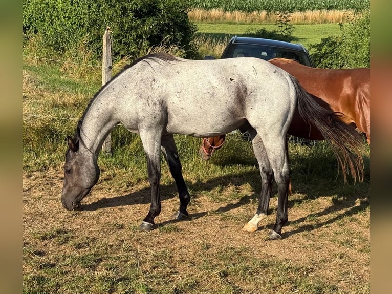 Quarter horse américain Hongre 3 Ans 150 cm Rouan Bleu in Daleiden