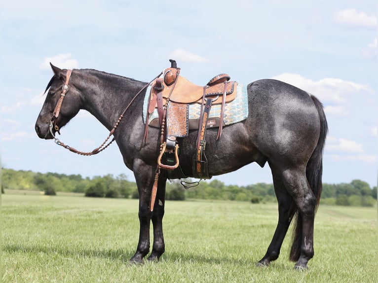 Quarter horse américain Hongre 3 Ans 150 cm Rouan Bleu in Buffalo, MO