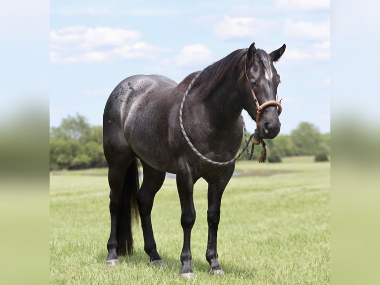 Quarter horse américain Hongre 3 Ans 150 cm Rouan Bleu in Buffalo, MO