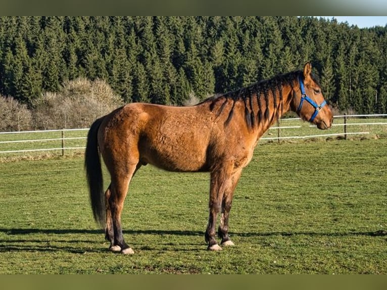 Quarter horse américain Hongre 3 Ans 150 cm  in Dahlem