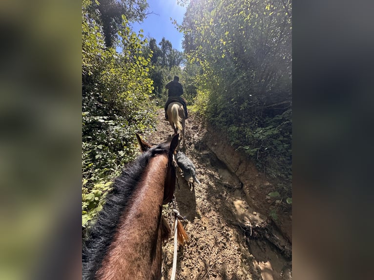 Quarter horse américain Hongre 3 Ans 151 cm Bai in Cortazzone