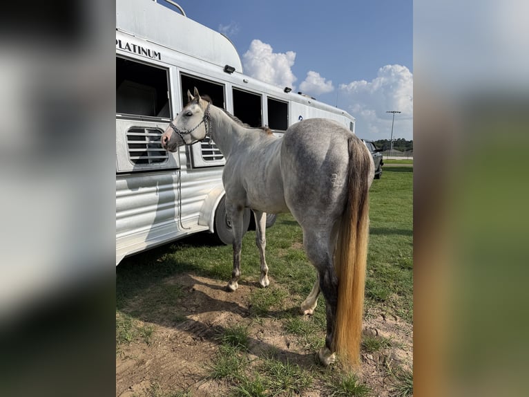 Quarter horse américain Hongre 3 Ans 151 cm Gris in Montgomery