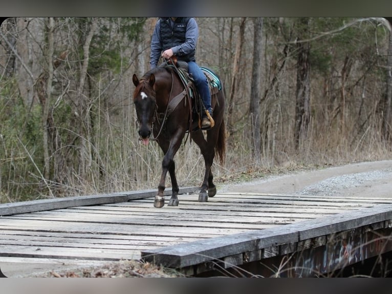 Quarter horse américain Hongre 3 Ans 152 cm Alezan brûlé in Robards
