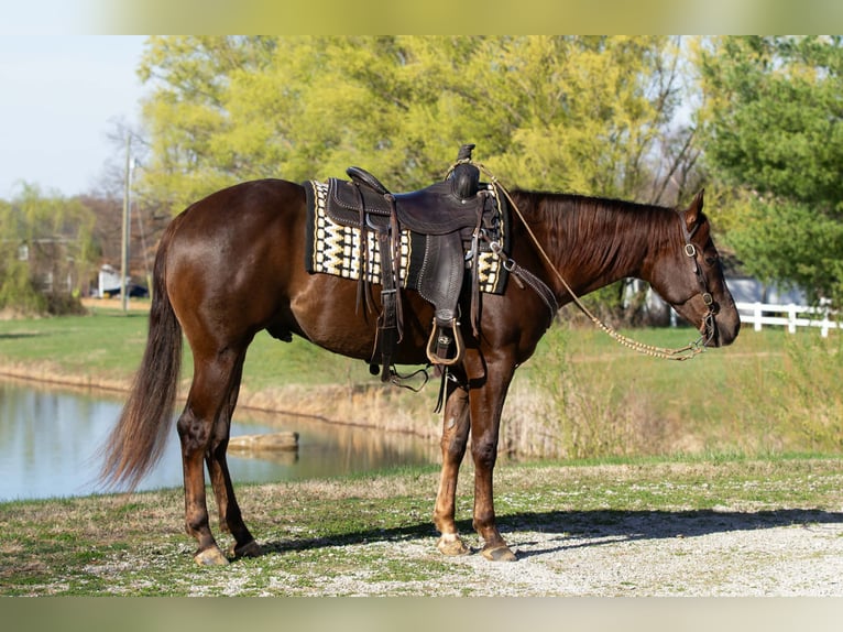 Quarter horse américain Hongre 3 Ans 152 cm Alezan brûlé in Robards