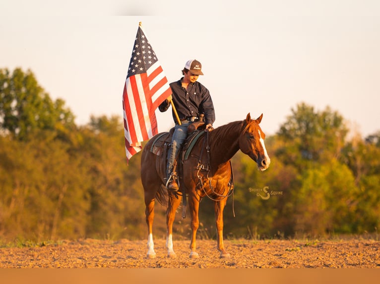 Quarter horse américain Hongre 3 Ans 152 cm Alezan cuivré in Bogard