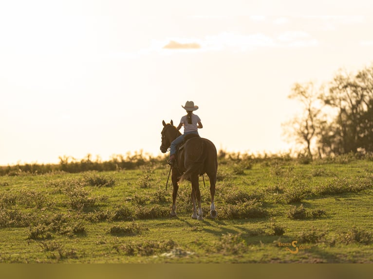 Quarter horse américain Hongre 3 Ans 152 cm Alezan cuivré in Bogard
