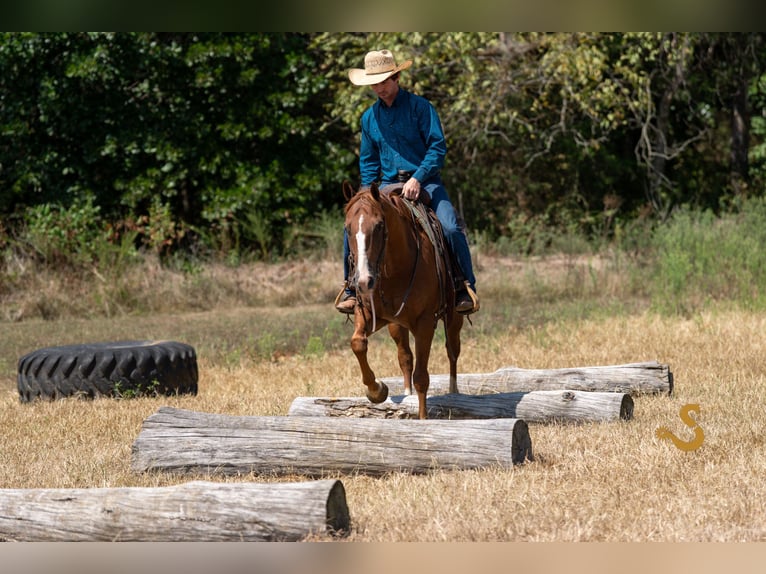 Quarter horse américain Hongre 3 Ans 152 cm Alezan cuivré in Bogard