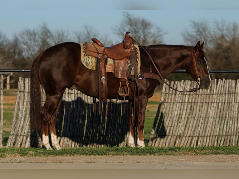 Quarter horse américain Hongre 3 Ans 152 cm Alezan cuivré in Rusk