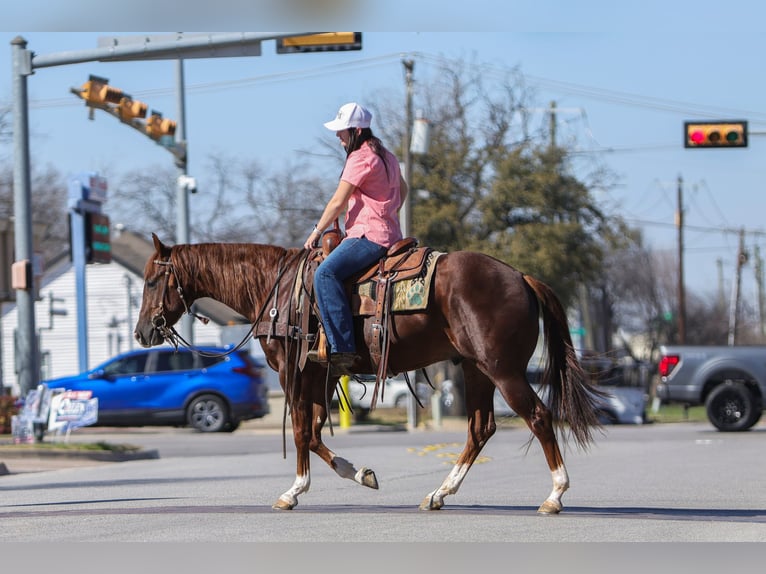 Quarter horse américain Hongre 3 Ans 152 cm Alezan cuivré in Rusk