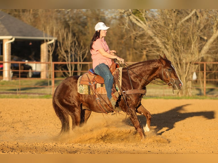 Quarter horse américain Hongre 3 Ans 152 cm Alezan cuivré in Rusk