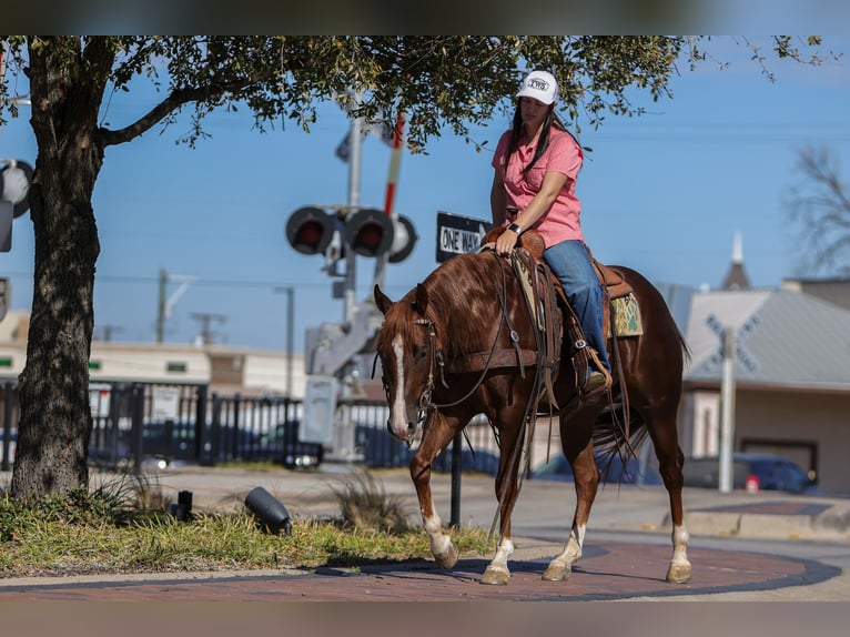 Quarter horse américain Hongre 3 Ans 152 cm Alezan cuivré in Rusk