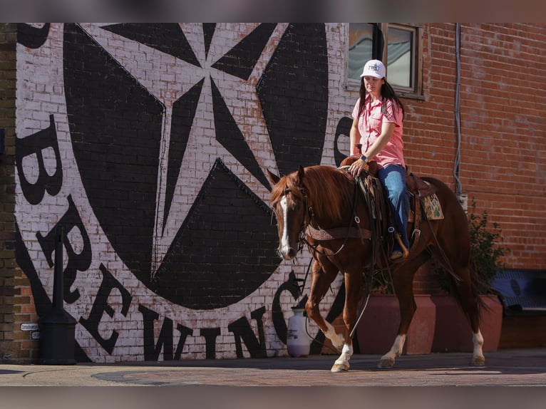 Quarter horse américain Hongre 3 Ans 152 cm Alezan cuivré in Rusk