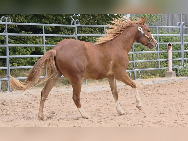 Quarter horse américain Hongre 3 Ans 152 cm Alezan in Langenbach