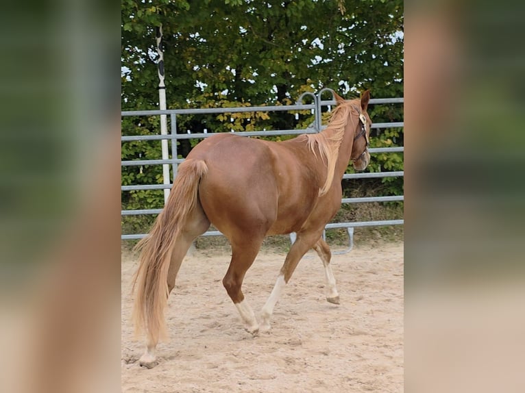 Quarter horse américain Hongre 3 Ans 152 cm Alezan in Langenbach