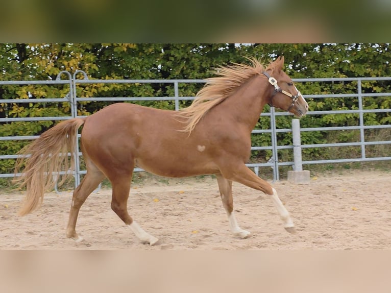 Quarter horse américain Hongre 3 Ans 152 cm Alezan in Langenbach