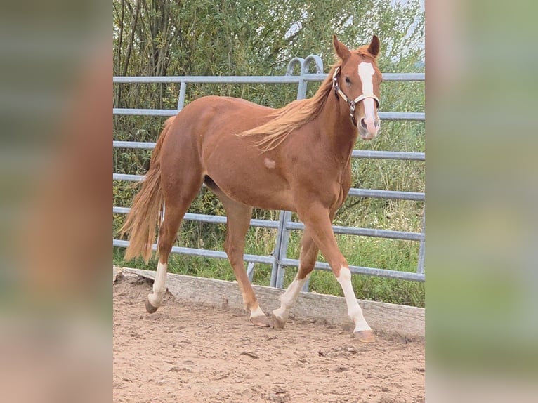 Quarter horse américain Hongre 3 Ans 152 cm Alezan in Langenbach