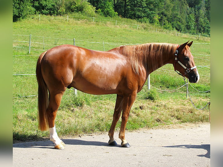 Quarter horse américain Hongre 3 Ans 152 cm Alezan in Bad Abbach