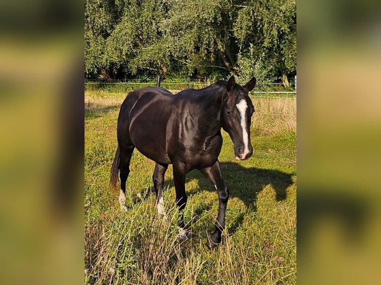 Quarter horse américain Hongre 3 Ans 152 cm Bai brun in Havixbeck