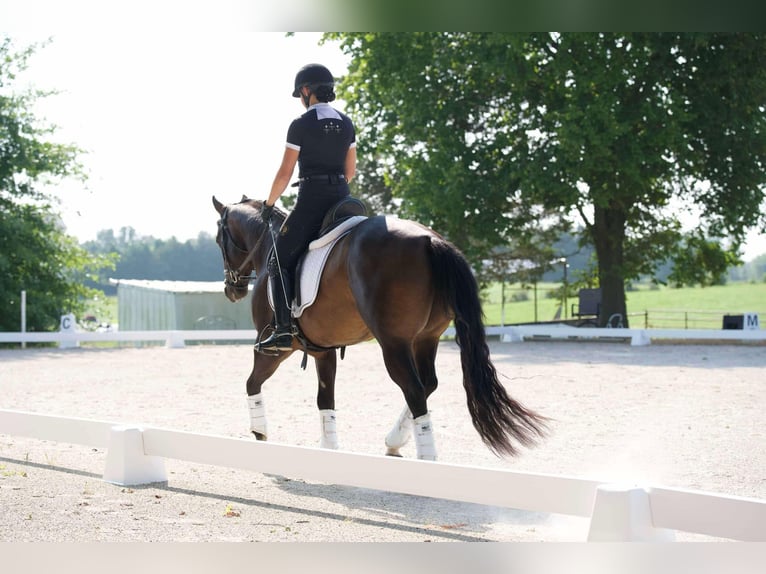 Quarter horse américain Hongre 3 Ans 152 cm Bai cerise in Sweet Springs MO