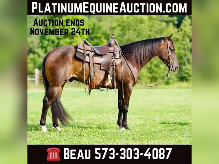 Quarter horse américain Hongre 3 Ans 152 cm Bai cerise in Sweet Springs MO