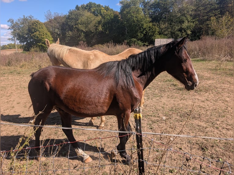 Quarter horse américain Croisé Hongre 3 Ans 152 cm Bai cerise in Urbana