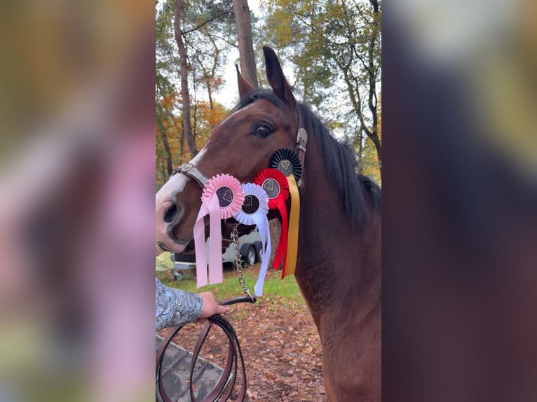 Quarter horse américain Hongre 3 Ans 152 cm Bai in Rijswijk (NB)