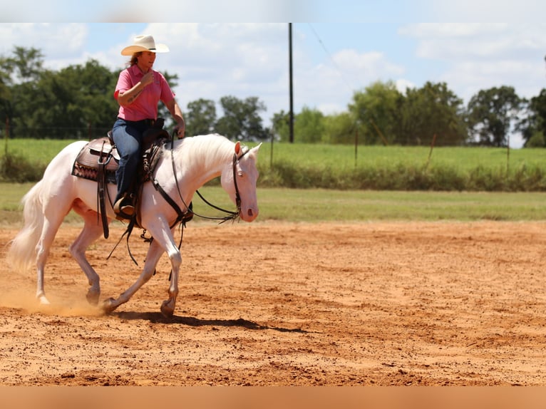 Quarter horse américain Hongre 3 Ans 152 cm Blanc in Whitesboro