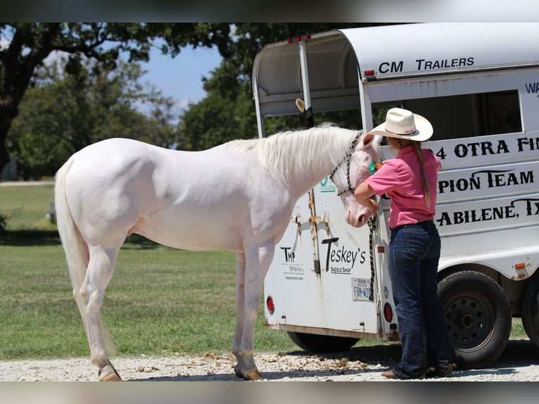 Quarter horse américain Hongre 3 Ans 152 cm Blanc in Whitesboro