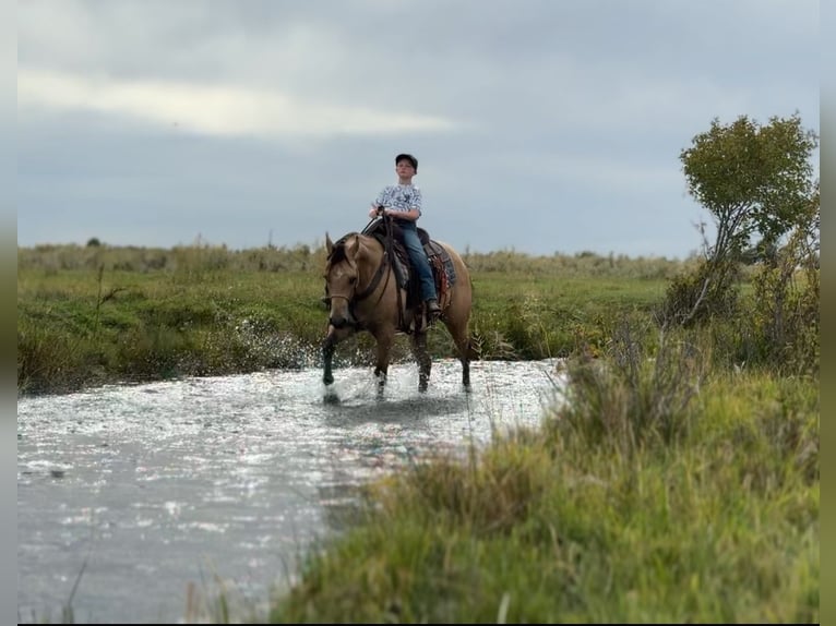 Quarter horse américain Hongre 3 Ans 152 cm Buckskin in Saint Anthony