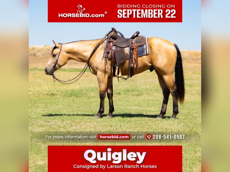 Quarter horse américain Hongre 3 Ans 152 cm Buckskin in Saint Anthony