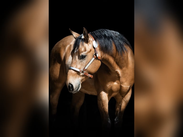 Quarter horse américain Hongre 3 Ans 152 cm Buckskin in Tannheim