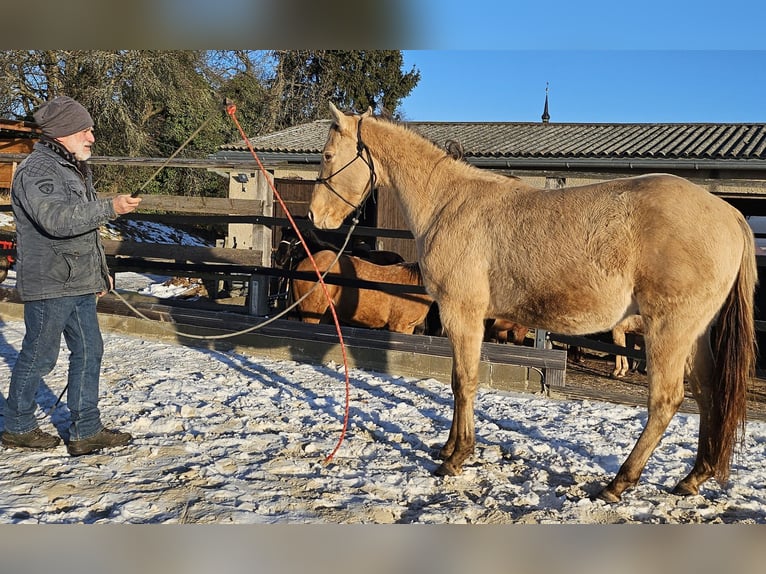 Quarter horse américain Hongre 3 Ans 152 cm Champagne in Müglitztal